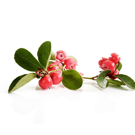 Gaulthérie Odorante